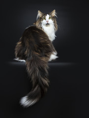 Handsome black tabby with white Norwegian Forest cat sitting up with tail hanging over edge looking...