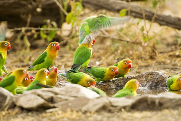 Flock of colorful Fisher's love birds taking a bath and drinking © Mat Hayward