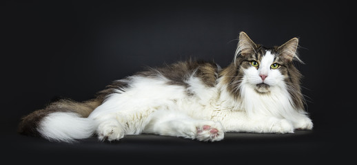 Handsome lazy black tabby with white Norwegian Forest cat laying side ways looking proudly straight at lens, isolated on black background