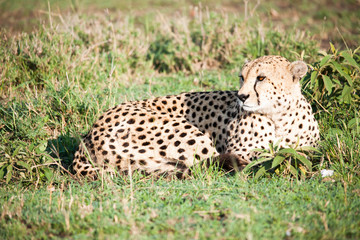Portrait shots of cheetahs and cubs playing and lounging in Africa