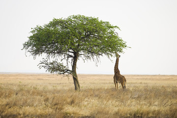 Wild giraffe reaching with long neck to eat from tall tree - obrazy, fototapety, plakaty