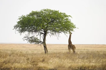 Foto op Plexiglas Wilde giraf die met lange nek reikt om van hoge boom te eten © Mat Hayward
