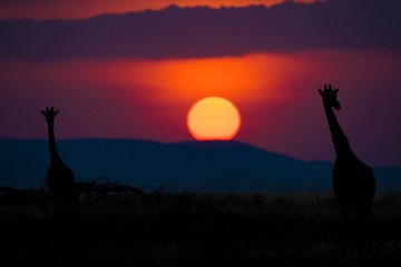 Silhouette of two African giraffes under colorful sky as the sun sets