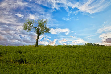 Lone tree over a blue sky with clouds and green grass, Valconca, Emilia Romagna, Italy