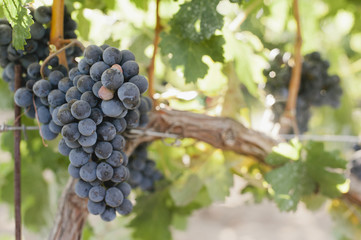 A small bunch of red wine grapes hand on a grapevine