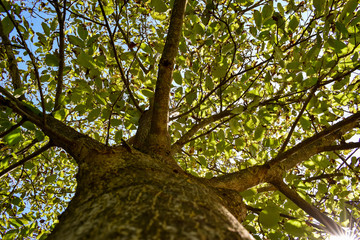 Fototapeta na wymiar under a walnut tree in the summer