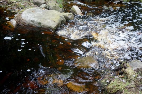 Two Mile Run, Darling Nature Preserve, Stained Brown By Tannic Acid