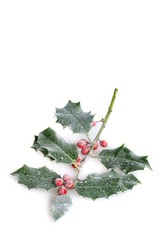 Christmas Holly in Snow