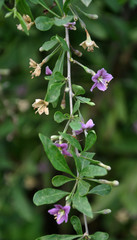 Flowering Lycium barbarum