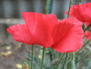 Red poppy