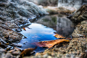 Withered leaves in a frozen puddle