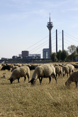 Schafe grasen auf der Rheinwiese in Düsseldorf