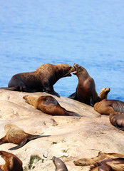 seal on a rock
