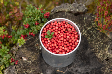 lingon berry in the forest
