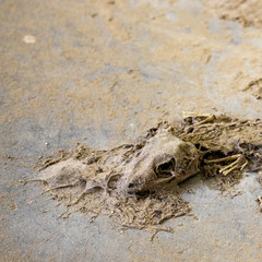 Close up of gecko skull on the old concrete floor with copy space.