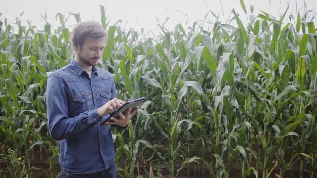 Young attractive farmer using tablet standing in corn fiel