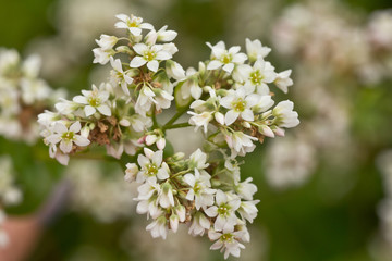 Buckwheat, Fagopyrum esculentum, Japanese buckwheat and silverhull buckwheat blooming on the field. Close-up flowers of buckwheat