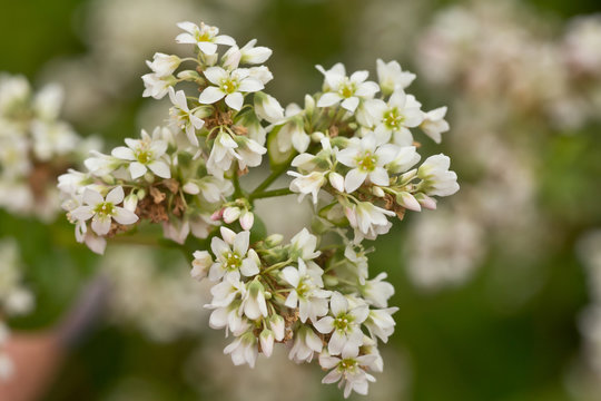 Buckwheat, Fagopyrum esculentum, Japanese buckwheat and silverhull buckwheat blooming on the field. Close-up flowers of buckwheat