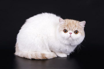 Exotic cat on colored backgrounds