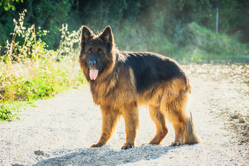 German shepherd on a trail, at sunset, Valconca, Emilia Romagna, Italy