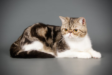 Exotic cat on colored backgrounds