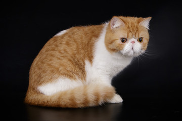 Exotic cat on colored backgrounds
