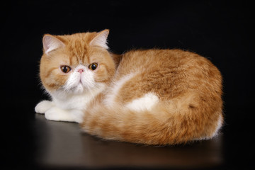 Exotic cat on colored backgrounds