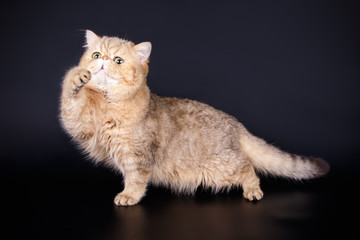 Fototapeta premium Exotic cat on colored backgrounds