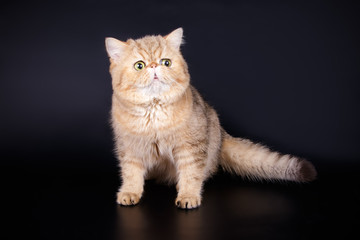Obraz premium Exotic cat on colored backgrounds