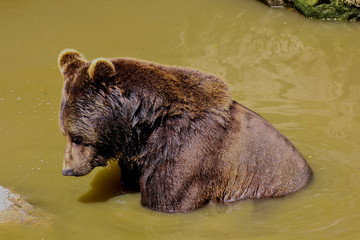Europäischer Braunbär, Ursus arctos arctos, Eurasischer Braunbär beim Baden