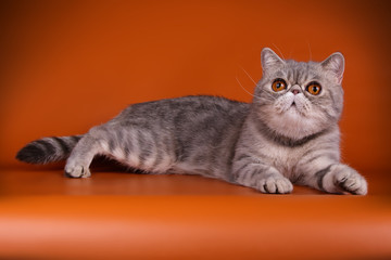 Exotic cat on colored backgrounds