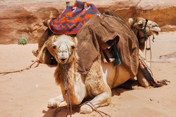 Camels decorated with brown saddle coats  resting in Wadi Rum desert, Jordan.  Outdoors adventure travel concept.