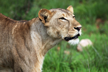 Proud Lioness