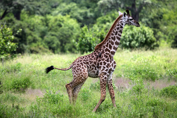 Young Giraffe in Selous Game Reserve