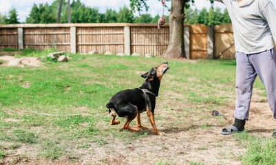 german deutscher pinscher in training aggressive.. 