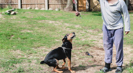 german deutscher pinscher in training aggressive.. 