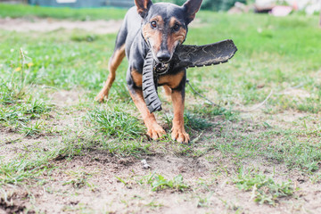 german deutscher pinscher in training aggressive.. 