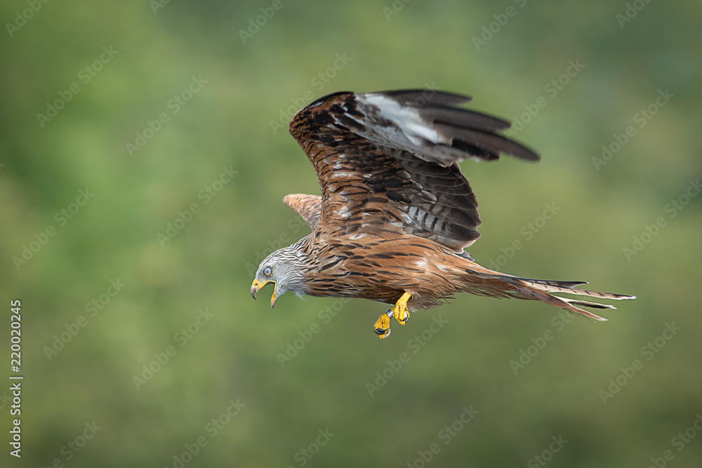 Poster A side profile view of a red kite in flight. The bird is flying across photograph from the right to the left. There is copy space all around the subject