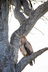 Very Fierce Looking Hawk Africa