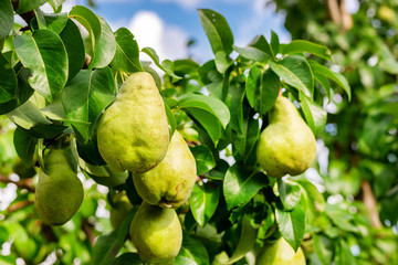 Many big ripe tasty juicy pears growing on tree in orchard. Healthy organic bio fruit natural background. Harvest season concept