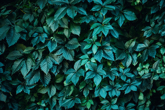 Fototapeta Green plant leaves background, foliage wall