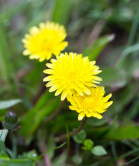 Yellow dandelion flowers with leaves in green grass, spring photography