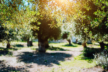 Olive trees garden at the warm sunset light. Mediterranean olive field