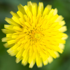 Yellow dandelion flowers with leaves in green grass, spring photography