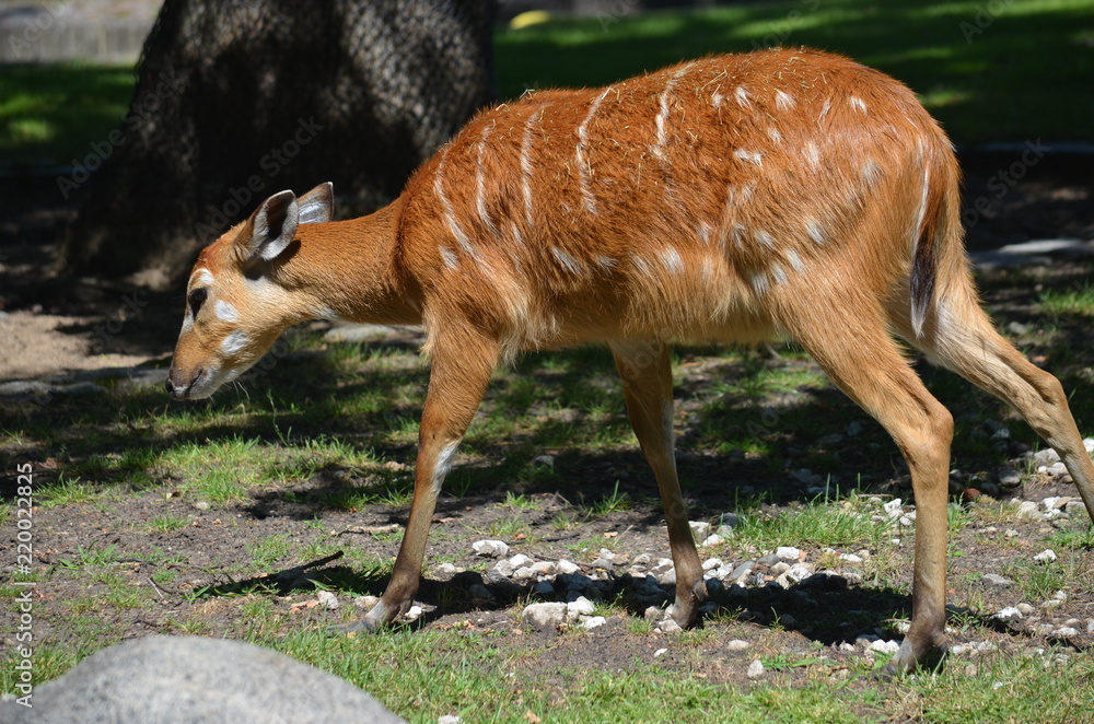 Wall mural On a hot summer day, a deer of red antelope eats grass