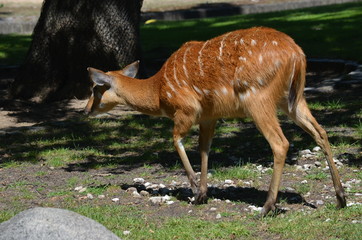On a hot summer day, a deer of red antelope eats grass