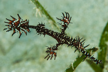 Ornate Ghost Pipefish Solenostomus paradoxu