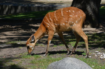 On a hot summer day, a deer of red antelope eats grass