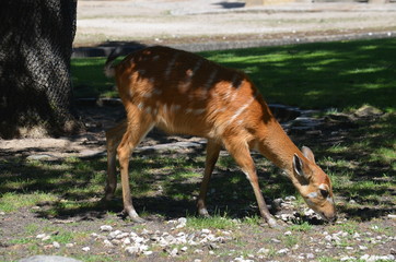 On a hot summer day, a deer of red antelope eats grass