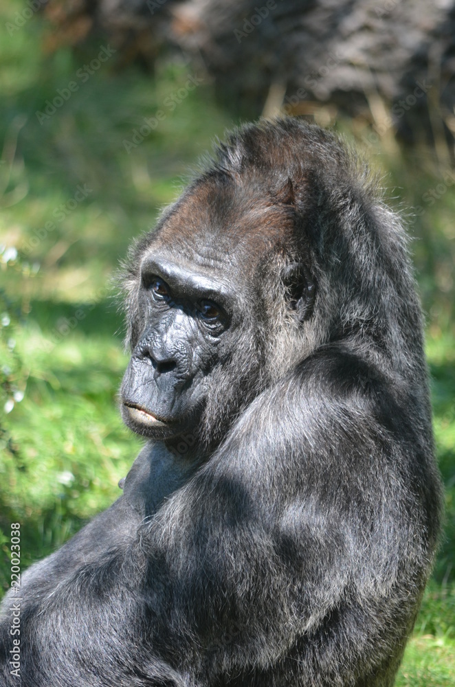 Canvas Prints Africa reverie thinking big black monkey gorilla